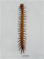 藏品(蜈蚣)的圖片